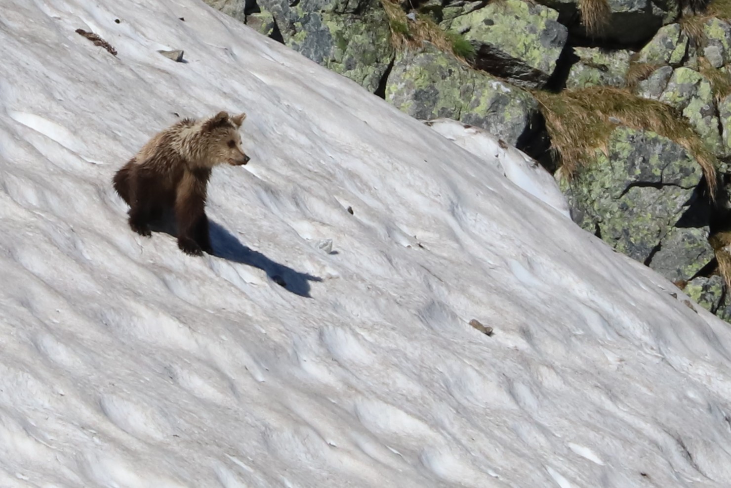 Mladý medveď hnedý (Ursus arctos), na snehovom poli v Tatranskom národnom parku. Foto Vladimír Kĺč