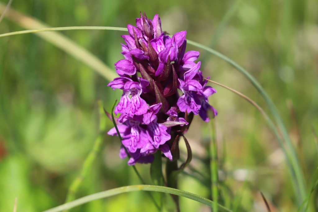 Vstavačovec májový (Dactylorhiza majalis), jeho korene vyzerajú ako ľudské dlane – latinský názov Dactylorhiza pochádza z gréckych slov dactylos (prst) a rhiza (koreň). Pod zemou totiž skrýva hľuzy rozdelené do tvaru prstov alebo dlane. Foto Vladimíra Kĺčová Kunštárová