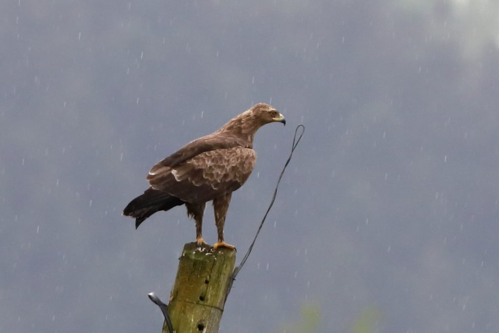 Orol krikľavý (Aquila pomarina). Foto Vladimír Kĺč