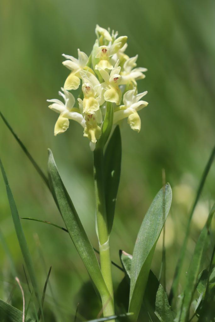 Vstavačovec bazový (Dactylorhiza sambucina) je fascinujúca horská orchidea, ktorá klame hmyz vôňou pripomínajúcou bazu, hoci sama neprodukuje žiaden sladký nektár. Foto: Vladimíra Kĺčová Kunštárová
