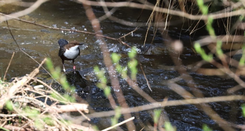 Vodnár potočný (Cinclus cinclus), jediný spevavec ktorý svoju potravu loví pod vodou. Tento je označený ornitologickými krúžkami. Foto: Vladimír Kĺč