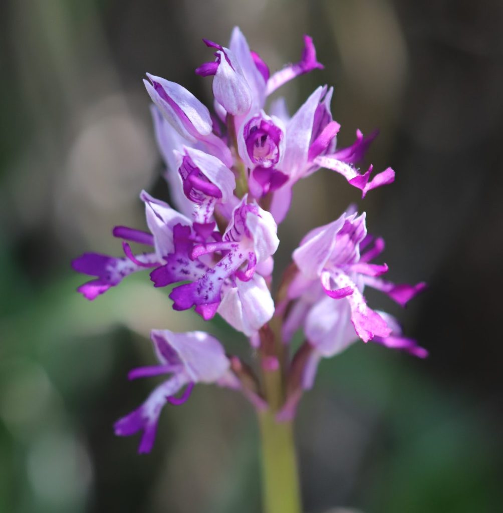 Vstavač vojenský (Orchis militaris) dostal svoje slovenské i latinské druhové meno podľa toho, že jeho tri horné okvetné lístky vytvárajú dokonalú vojenskú prilbu, pod ktorou spodný pysk kvetu pripomína drobnú postavičku vojaka. Foto Vladimíra Kĺčová Kunštárová